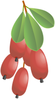 fruits & Berberis free transparent png image.