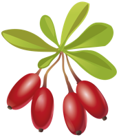 fruits & berberis free transparent png image.