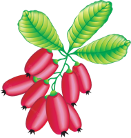 fruits & Berberis free transparent png image.