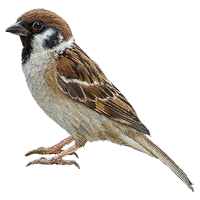 animals & Birds free transparent png image.