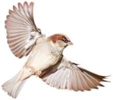 animals & birds free transparent png image.