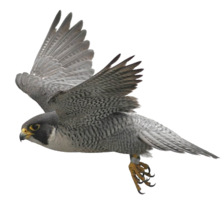 animals & birds free transparent png image.