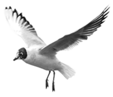 animals & Birds free transparent png image.