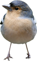 animals & birds free transparent png image.