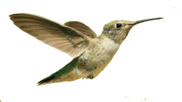 animals & Birds free transparent png image.