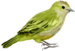 animals & Birds free transparent png image.