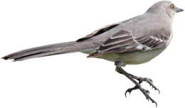 animals & Birds free transparent png image.