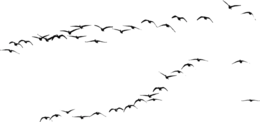 animals & Birds free transparent png image.