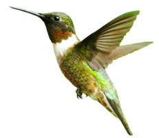 animals & Birds free transparent png image.