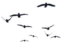 animals & birds free transparent png image.