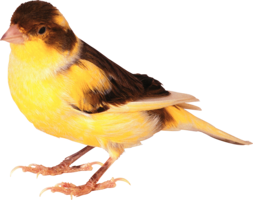 Birds&animals png image