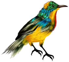 animals & birds free transparent png image.