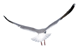 animals & Birds free transparent png image.