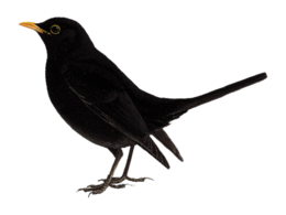 animals & birds free transparent png image.