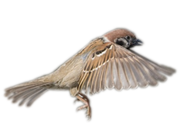 animals & Birds free transparent png image.