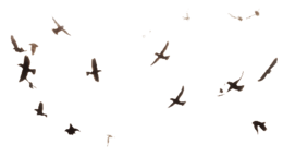 animals & birds free transparent png image.