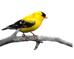 animals & birds free transparent png image.