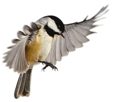 animals & birds free transparent png image.