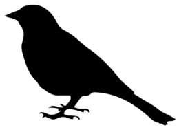 animals & Birds free transparent png image.