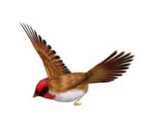 animals & birds free transparent png image.