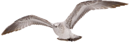 animals & Birds free transparent png image.