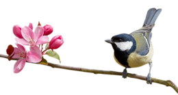 animals & birds free transparent png image.