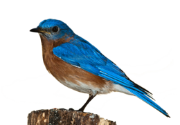 animals & birds free transparent png image.