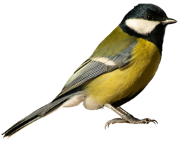 animals & Birds free transparent png image.