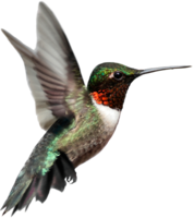 animals & birds free transparent png image.