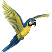 animals & birds free transparent png image.