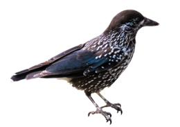 animals & Birds free transparent png image.