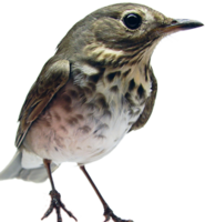 animals & Birds free transparent png image.