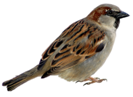 animals & Birds free transparent png image.