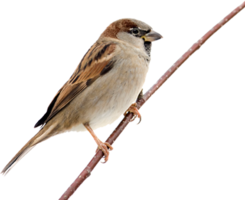 animals & birds free transparent png image.