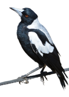 animals & birds free transparent png image.