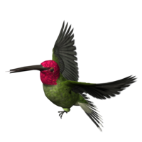 animals & Birds free transparent png image.