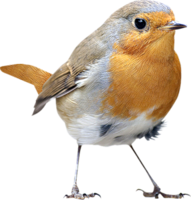 animals & Birds free transparent png image.