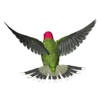 animals & birds free transparent png image.