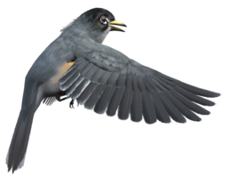 animals & Birds free transparent png image.