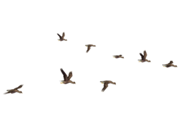 animals & Birds free transparent png image.