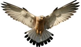 animals & birds free transparent png image.