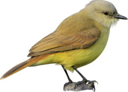 animals & Birds free transparent png image.