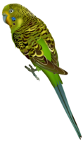 animals & birds free transparent png image.