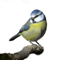 animals & Birds free transparent png image.