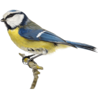 animals & birds free transparent png image.