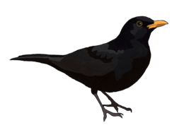 animals & birds free transparent png image.