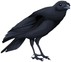 animals & Birds free transparent png image.