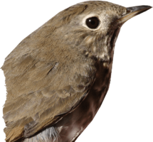 animals & birds free transparent png image.