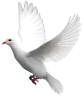 animals & birds free transparent png image.