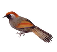 animals & birds free transparent png image.